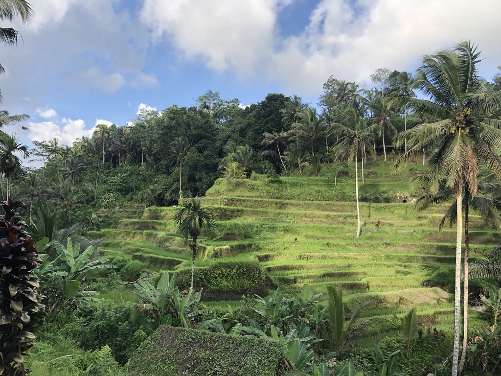 Rice terraces near Ubud